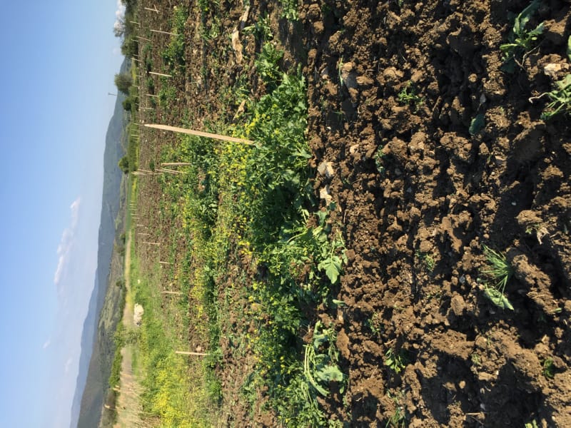 Bahçemizden Kareler