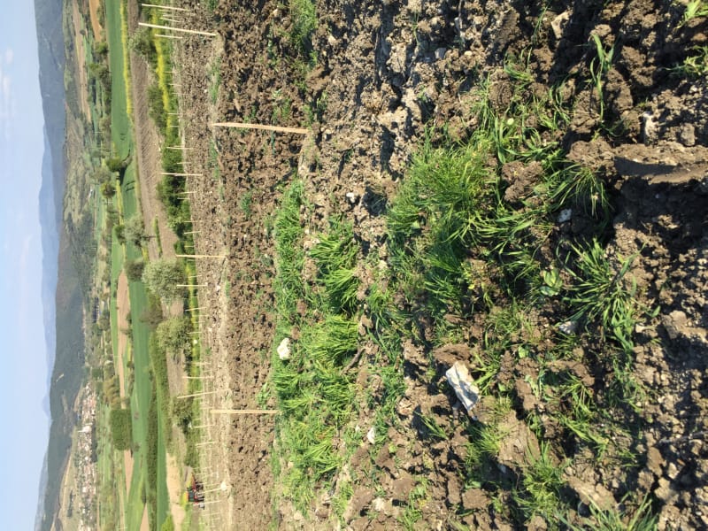 Bahçemizden Kareler